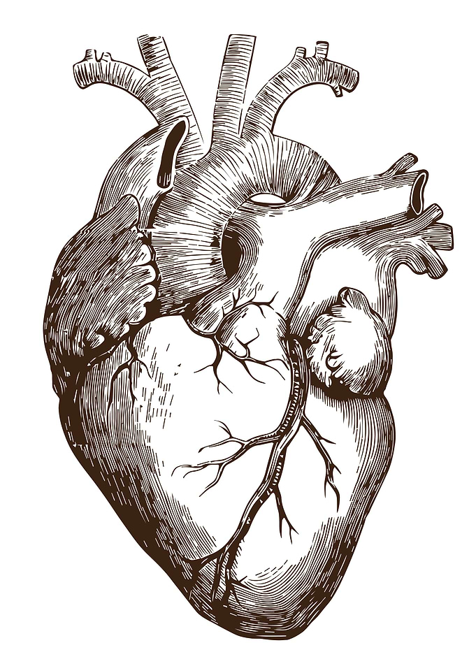 Human Heart Anatomy