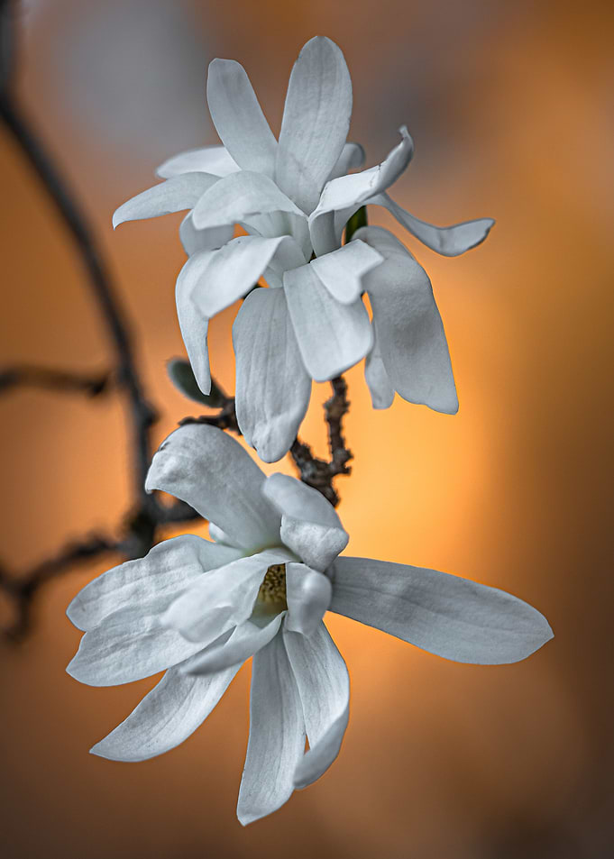 White Magnolias