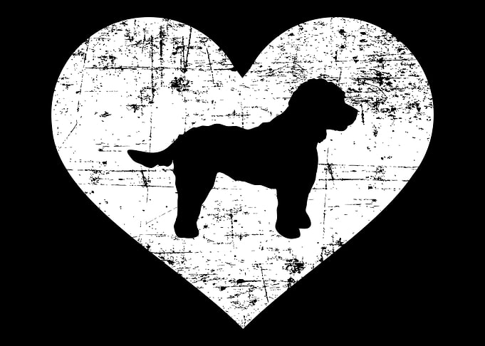 Cockapoo