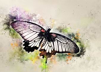 Black and white butterfly