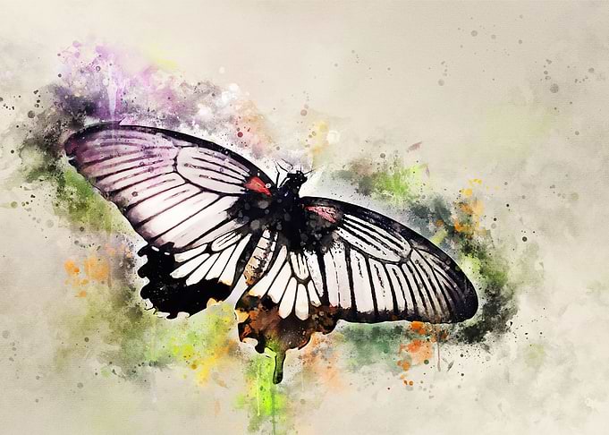 Black and white butterfly