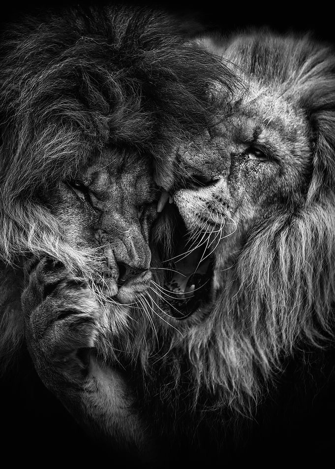 black lions brothers