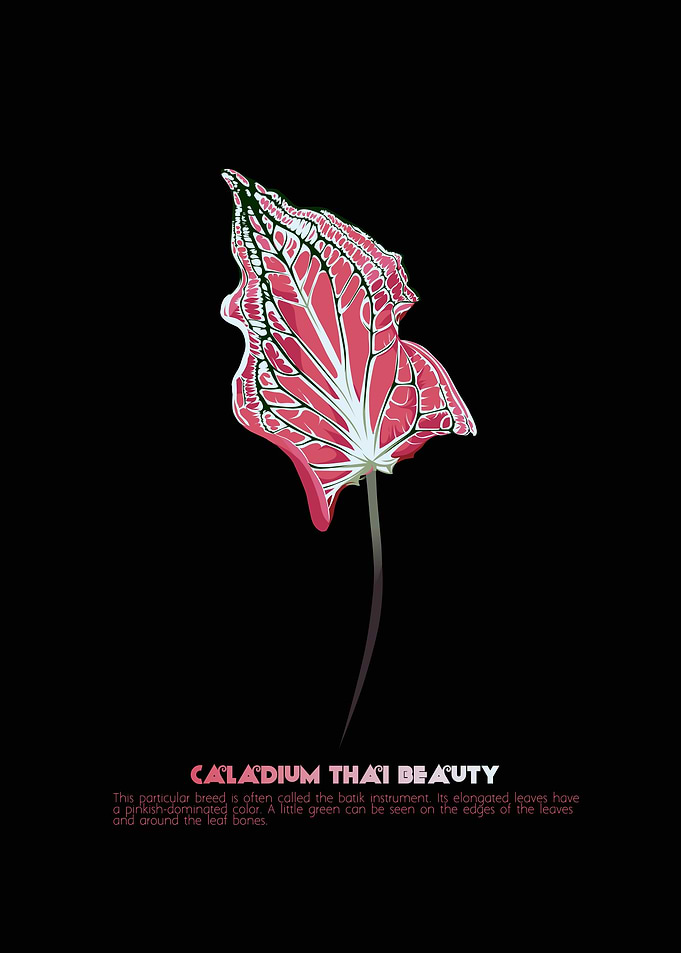 Caladium Thai Beauty