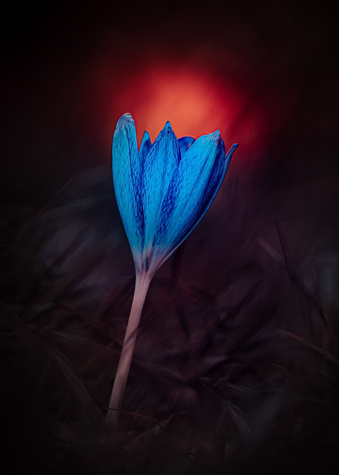 Autumn Crocus