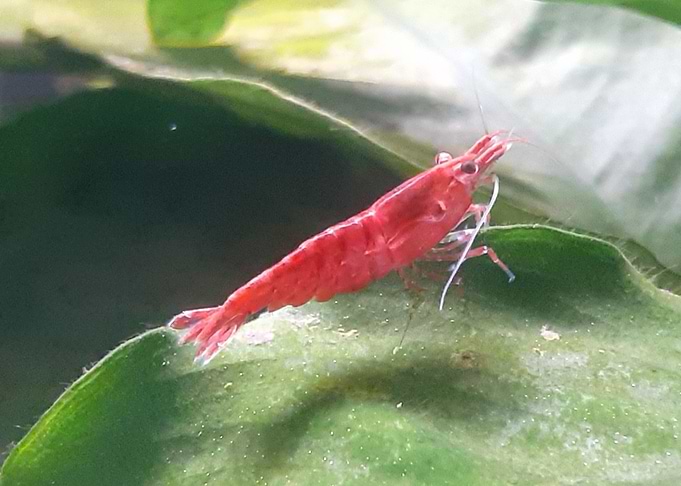 Shrimp Sakura