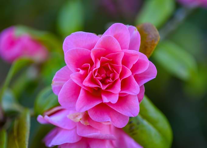 Bloom