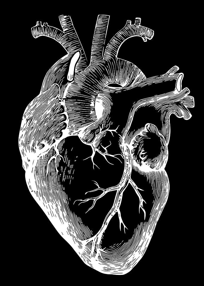 Human Heart Anatomy
