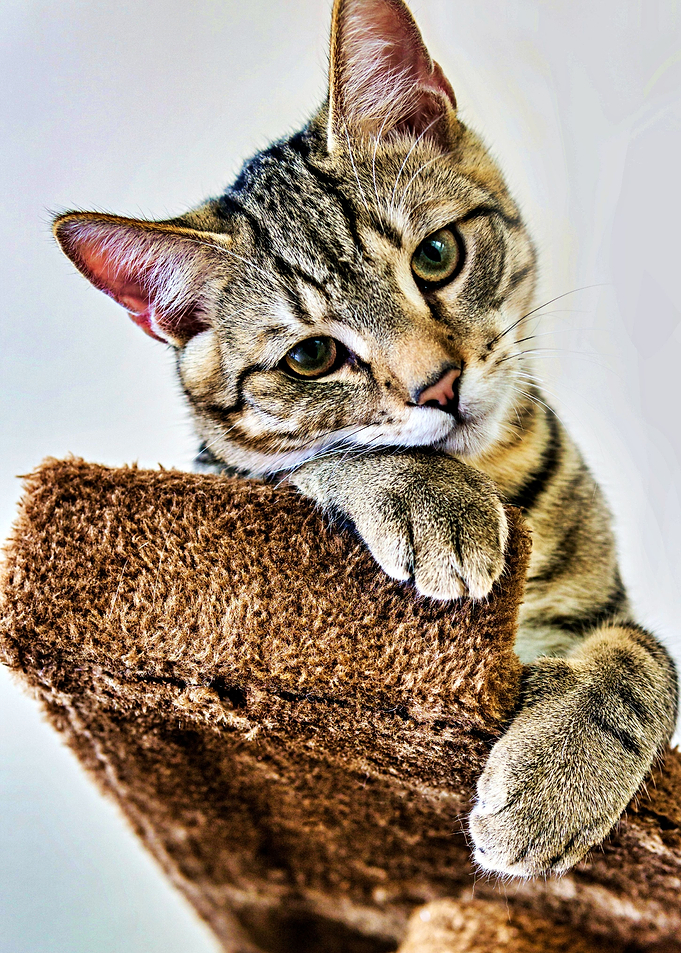 Beautiful Cat