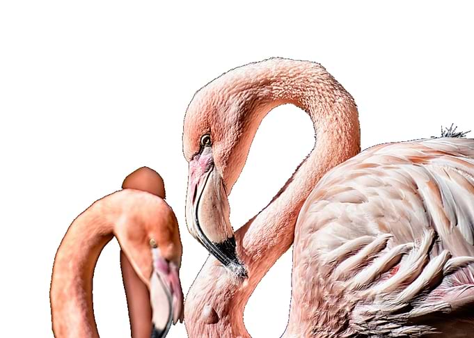 Flamingos