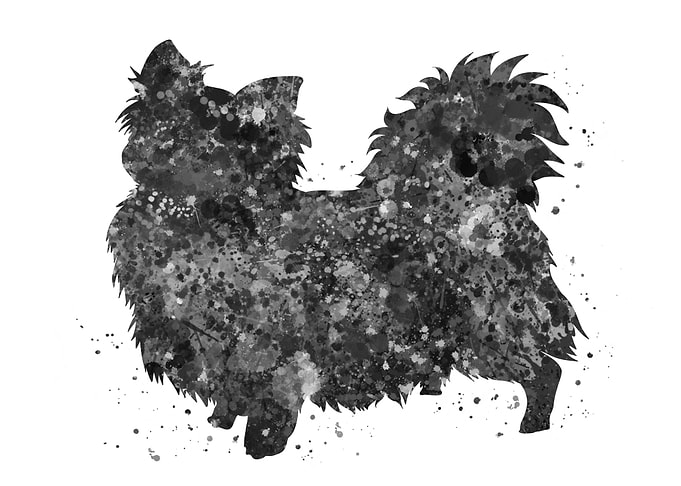 Chihuahua long hair
