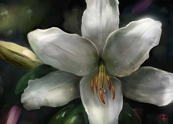 Stargazer Lily
