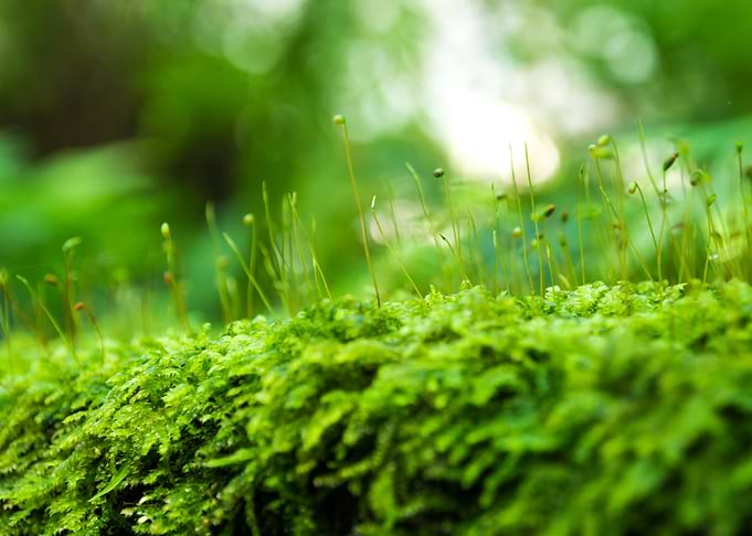 Fresh moss of Rainforest