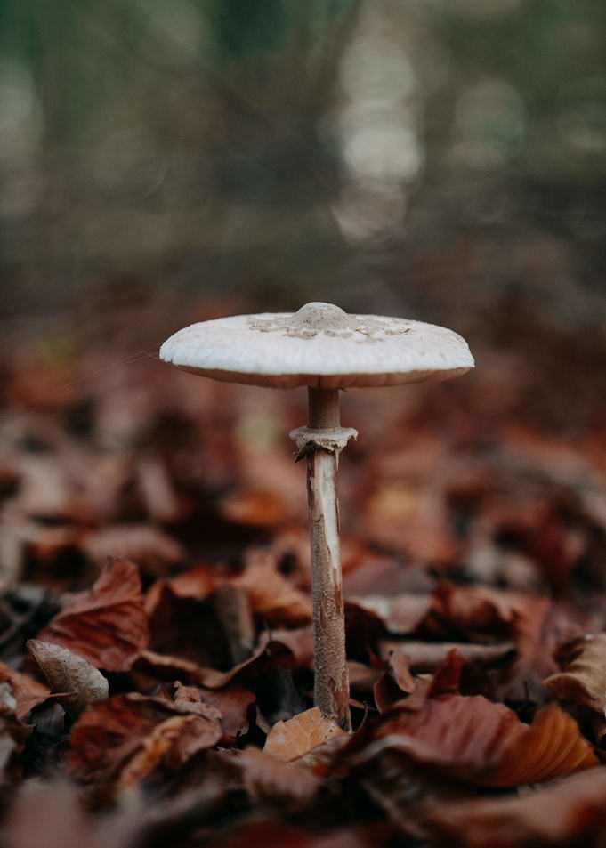 mushrooms