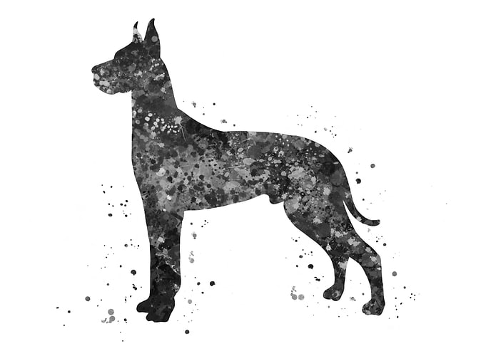 Great Dane