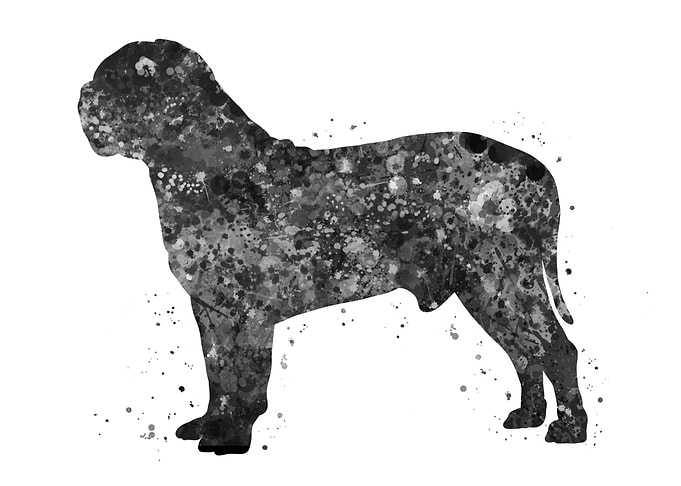 Dogue de bordeaux