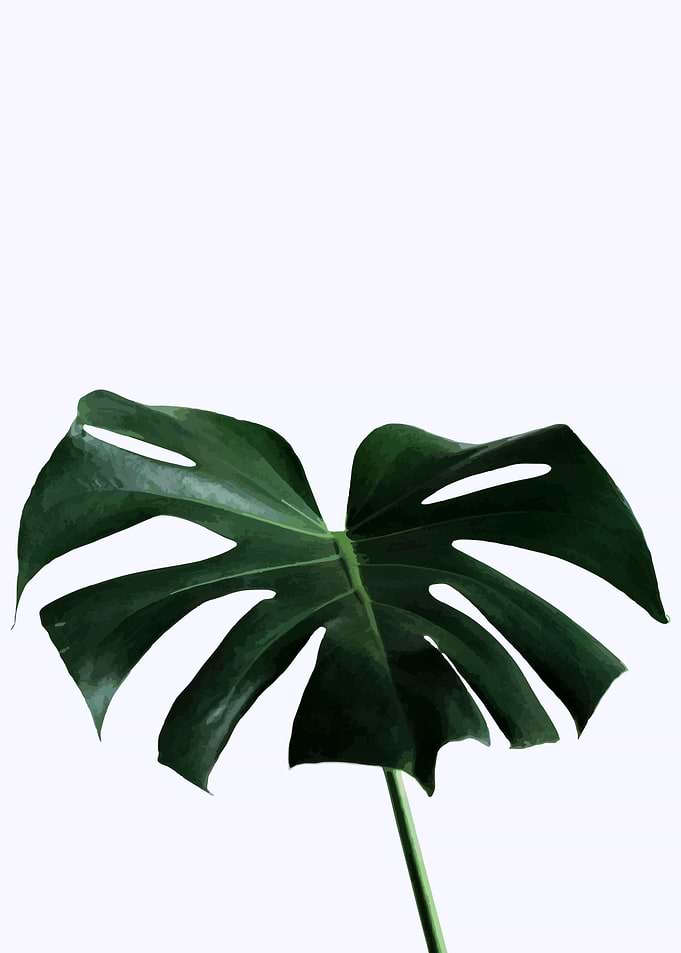 monstera