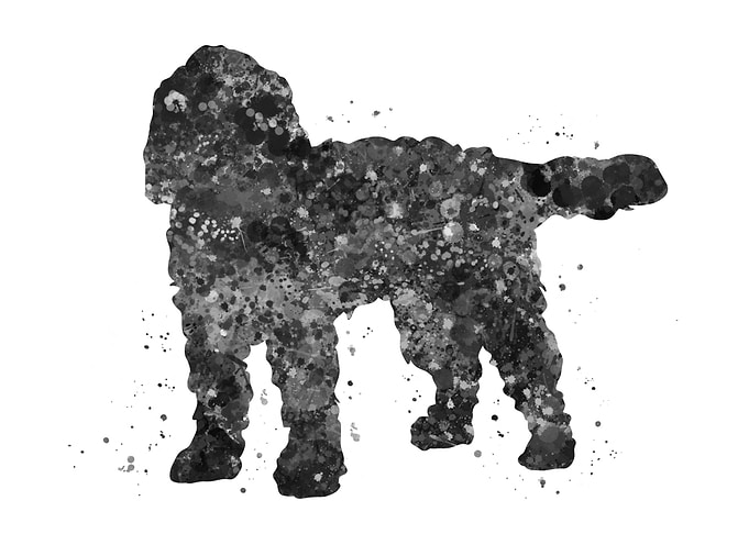 Cockapoo