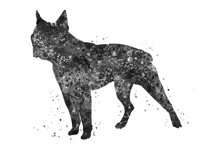 Boston terrier