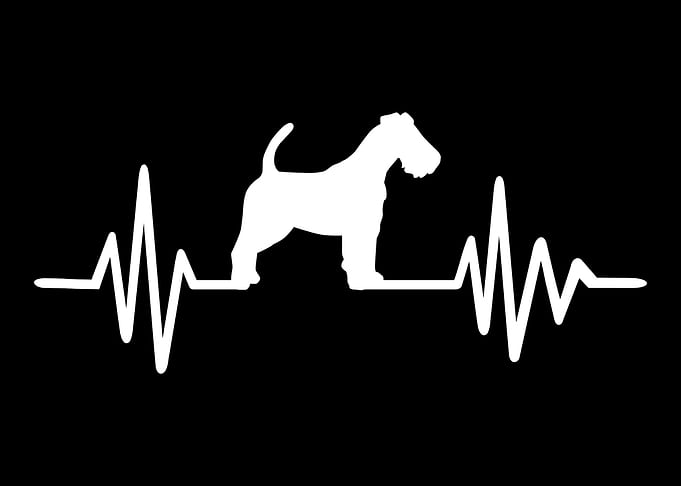 Fox Terrier
