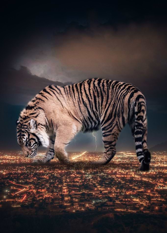 Tiger Night City King