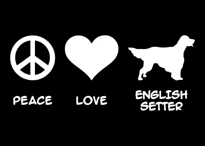English Setter