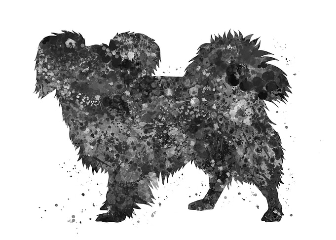Papillon