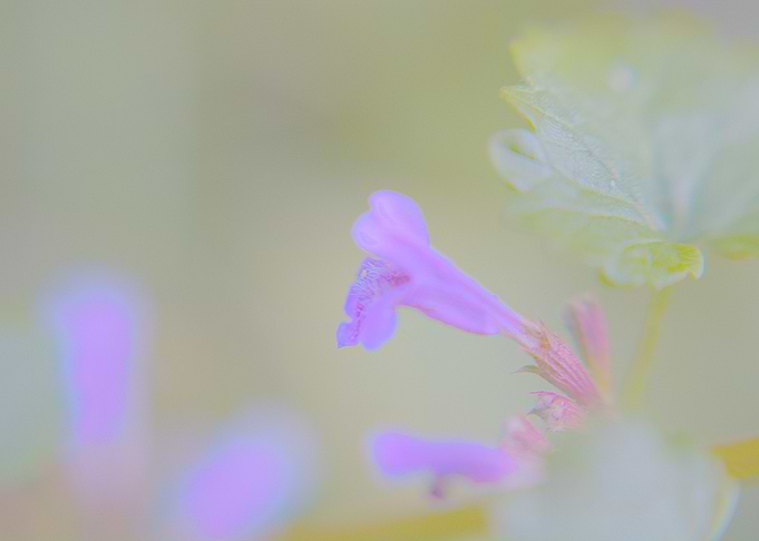 Clinopodium