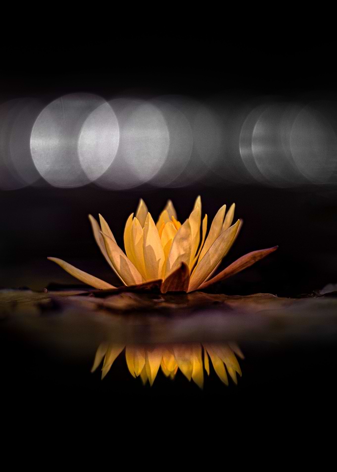 Water lily