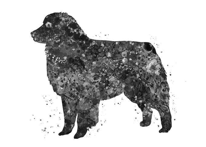 Australian shepherd