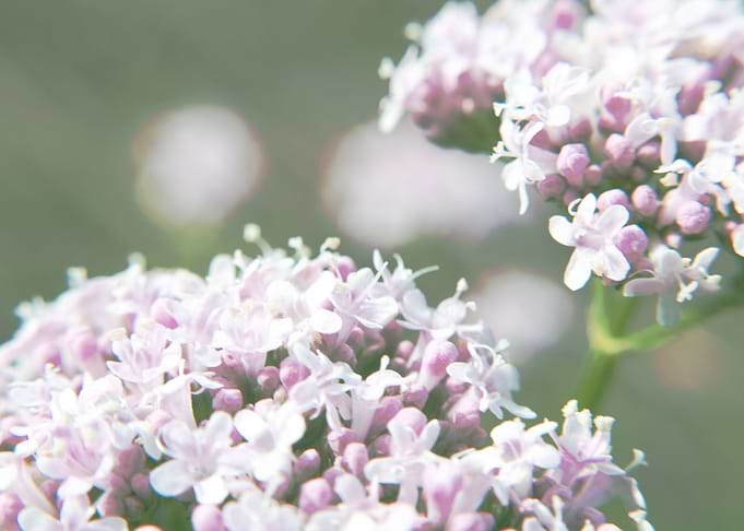 Valeriana Oficinalis