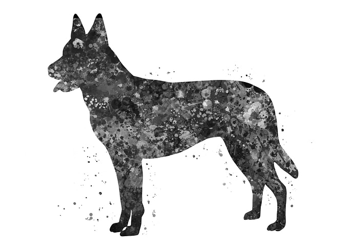 Dutch shepherd