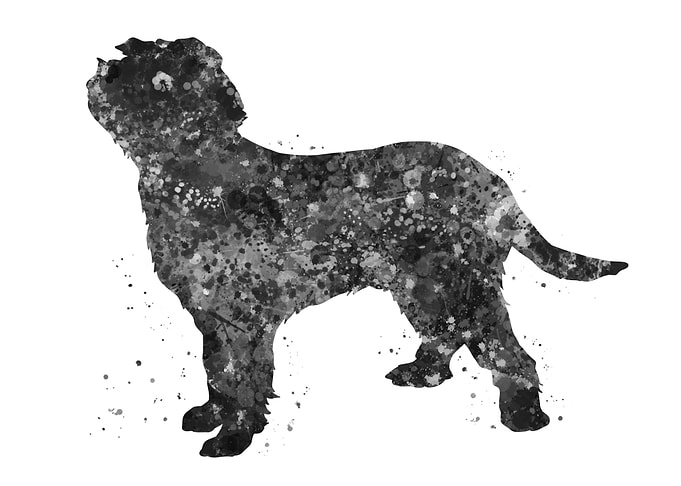 Italian Spinone