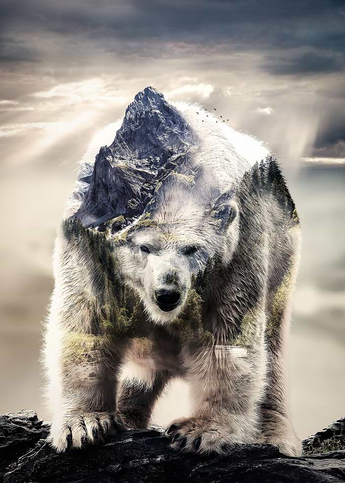 Polar Bear