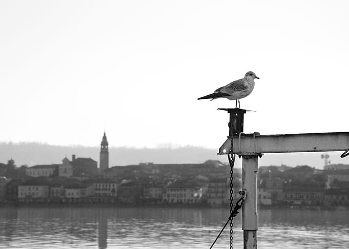 Seagull