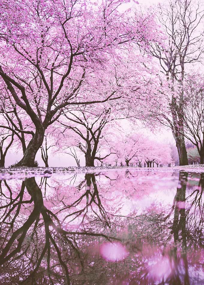 cherry blossom