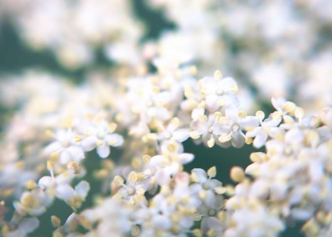 Sambucus Nigra
