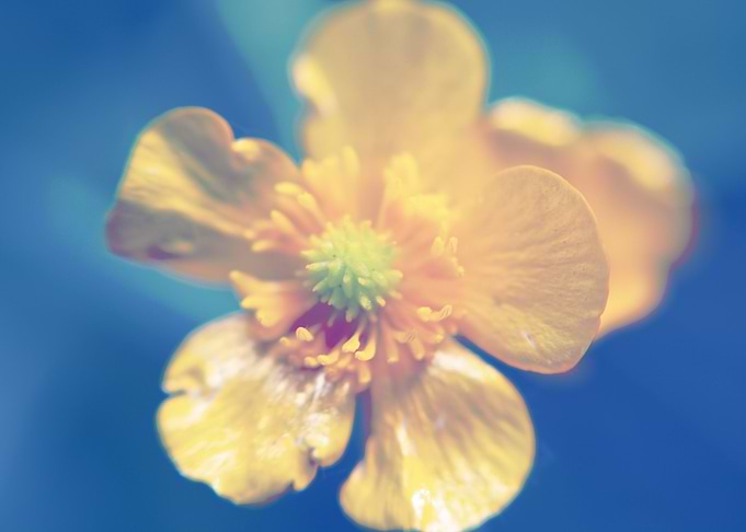 Ranuculus Lanuginosus