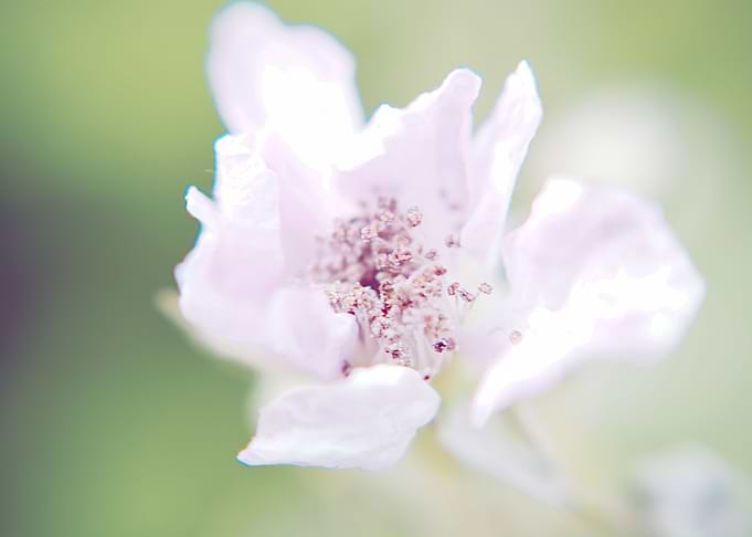 Rubus Ulmifolious