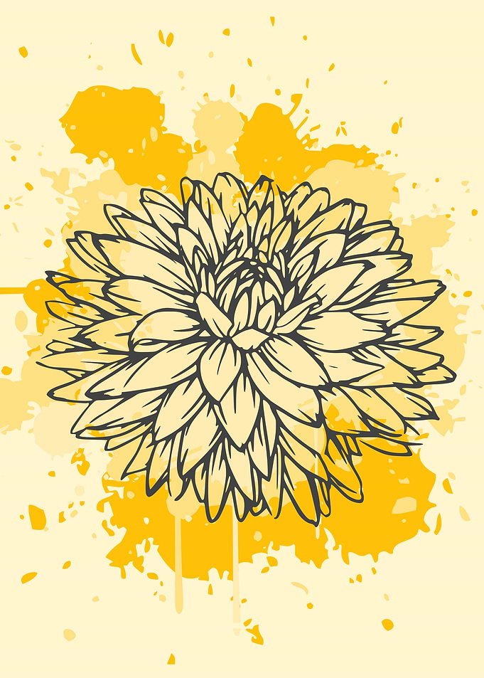 dahlia flowers