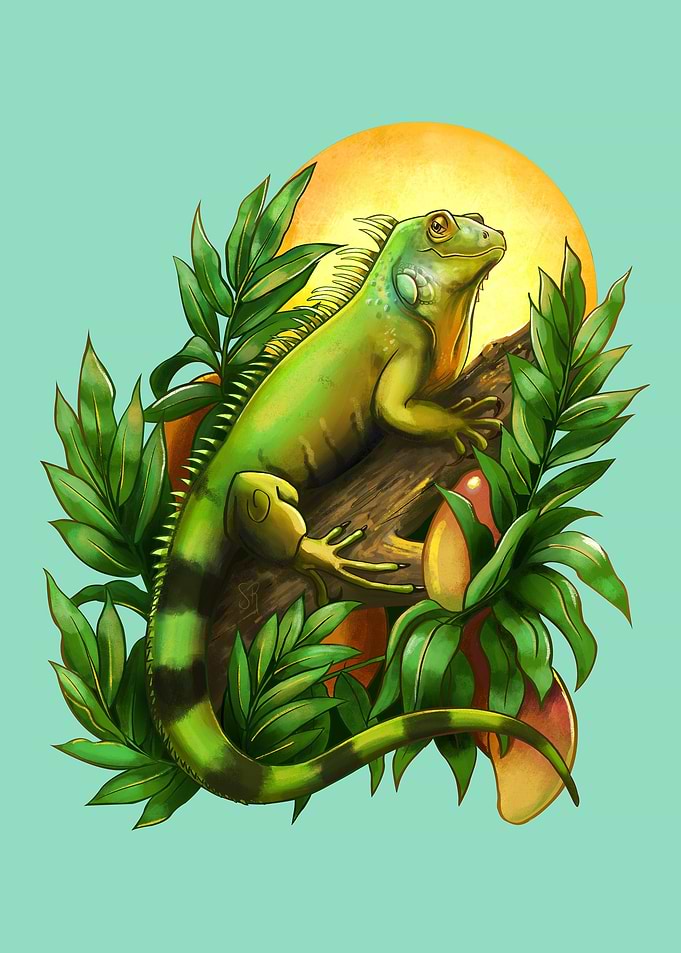 Green iguana