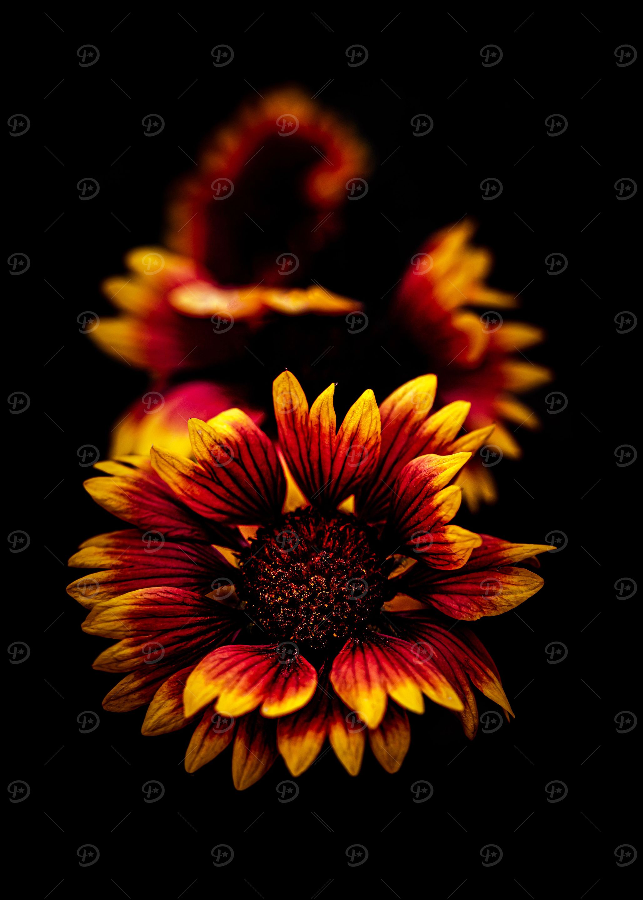 Yellow and red