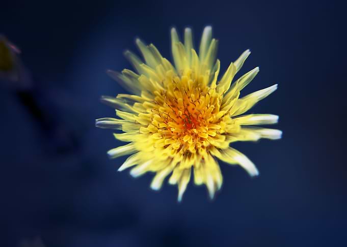 Sonchus oleraceus