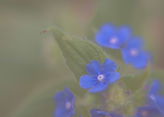 Pentaglottis sempervirens