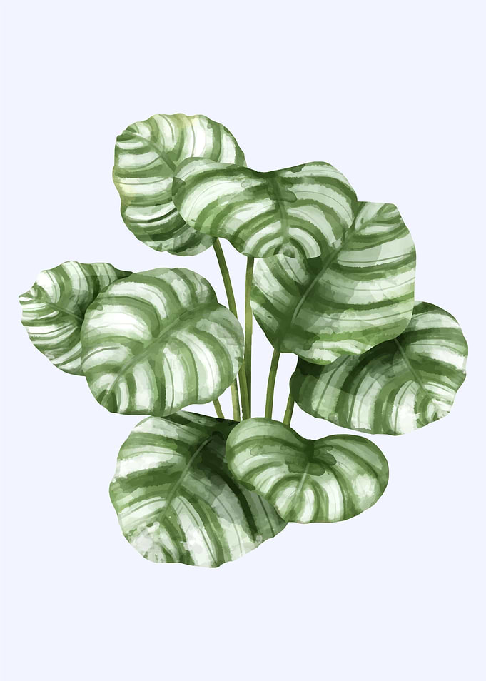floral tropical