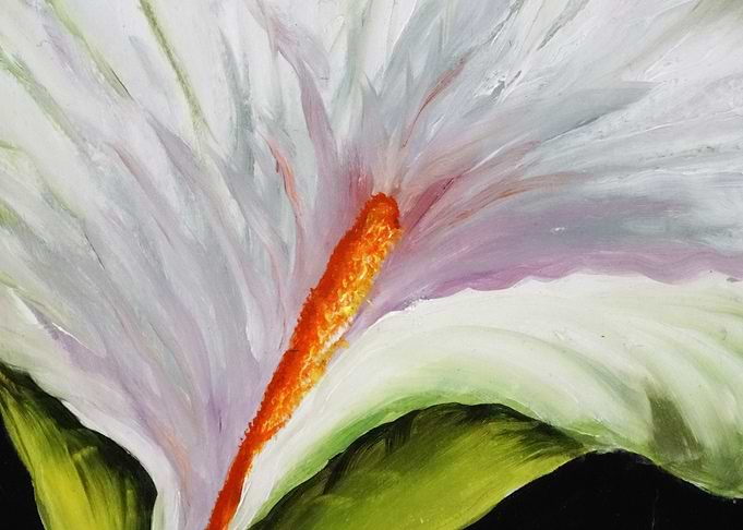 Calla Lilly Flower