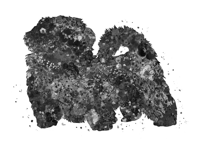 Shih Tzu