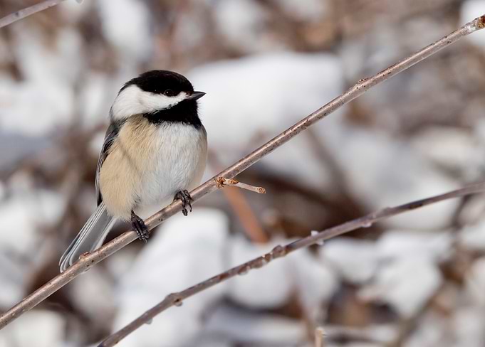 Chickadee in winter