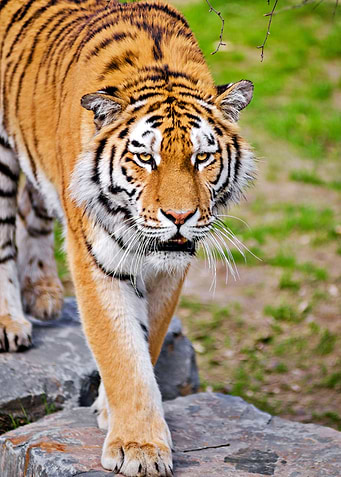 Cute Tiger