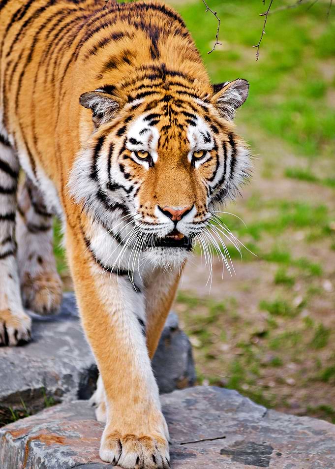 Cute Tiger