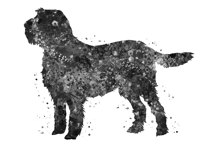 Italian Spinone